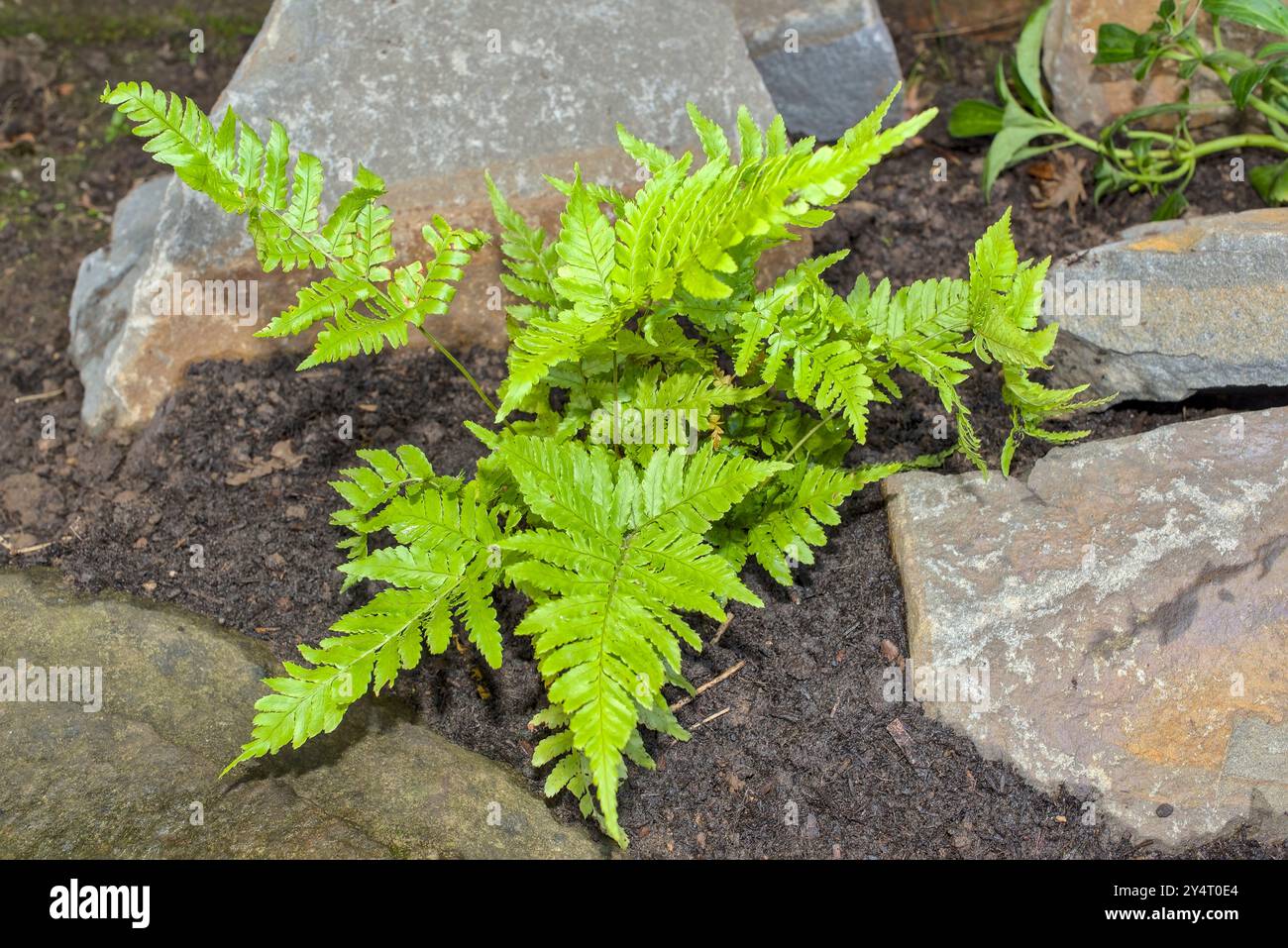 Nahaufnahme von Dryopteris erythrosora Farn in einem Steinhaus Stockfoto