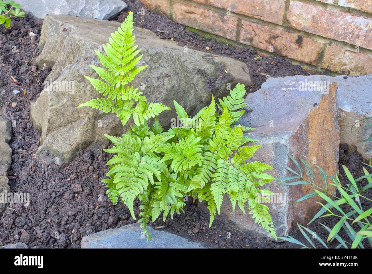 Nahaufnahme von Dryopteris erythrosora Farn in einem Steinhaus Stockfoto