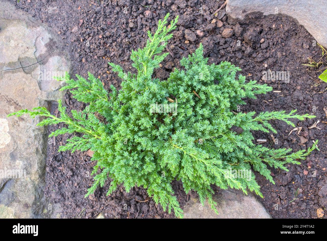 Nahaufnahme eines immergrünen Strauchs von Juniperus procumbens in einem Steinhaus mit grauen Holzpflanzen und Ziegeln im Hintergrund Stockfoto