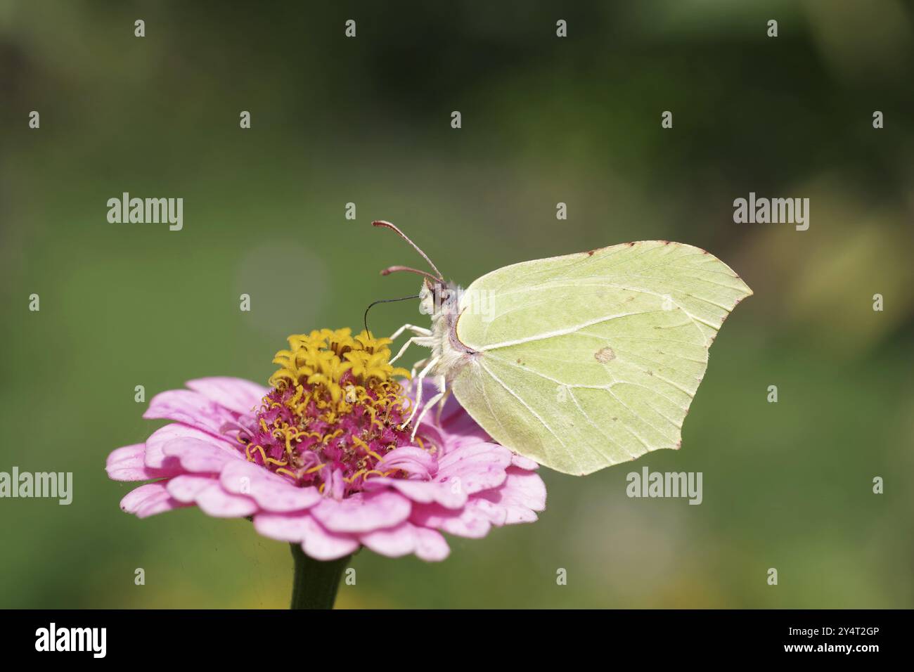 Zitronenfalter (Gonepteryx rhamni), Schmetterling, Makro, Zinnia, Farbe, der Zitronenschalter saugt Nektar aus der Blume einer Zinnia Stockfoto