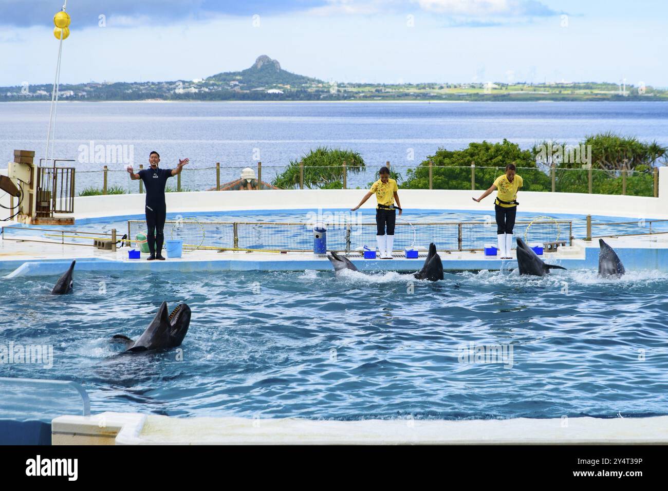 Delfinshow (Okichan Theater) im Okinawa Churaumi Aquarium Stockfoto