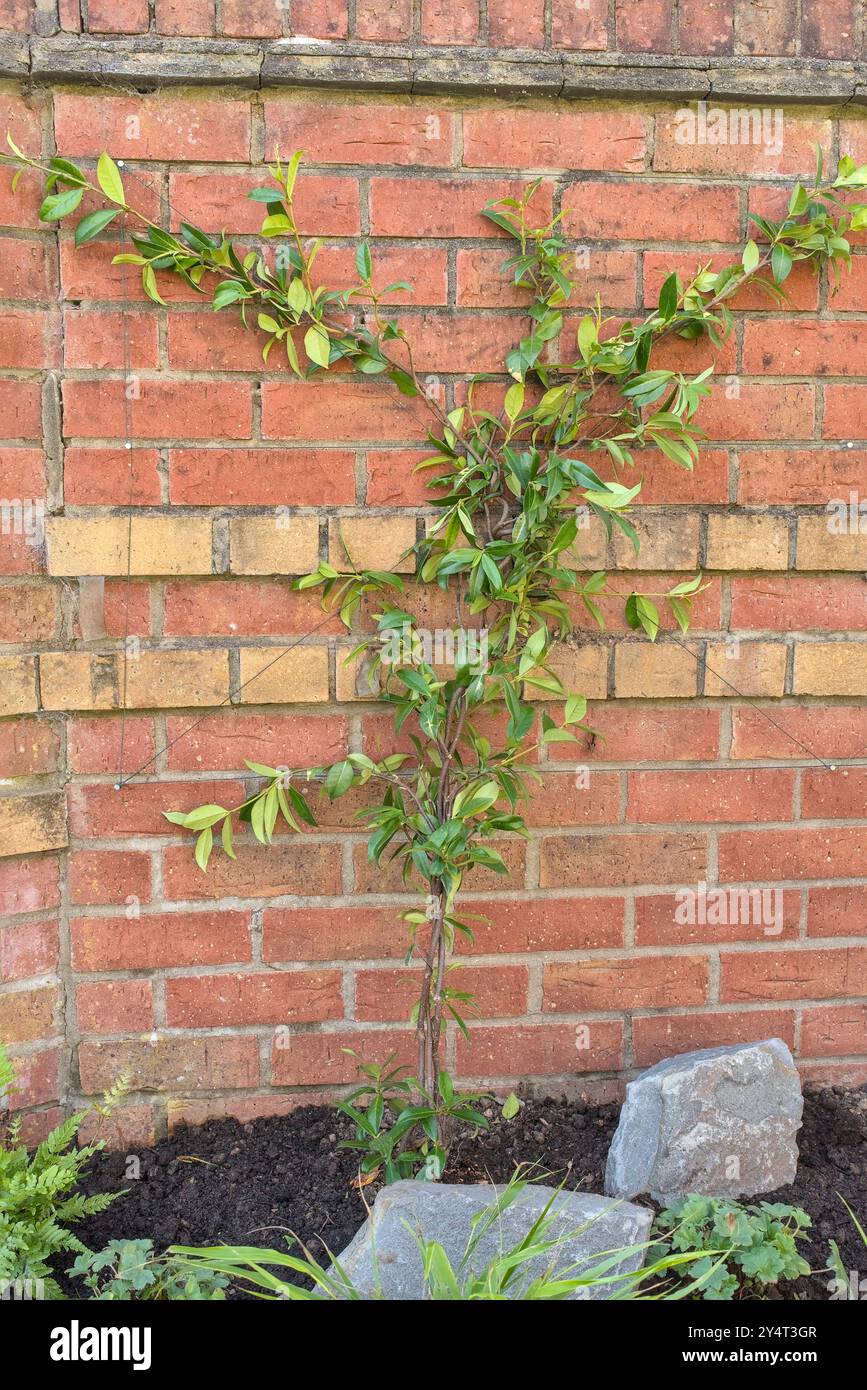 Nahaufnahme eines Trachelospermum Jasminoides oder Star Jasmine, der eine Ziegelmauer hochklettert Stockfoto