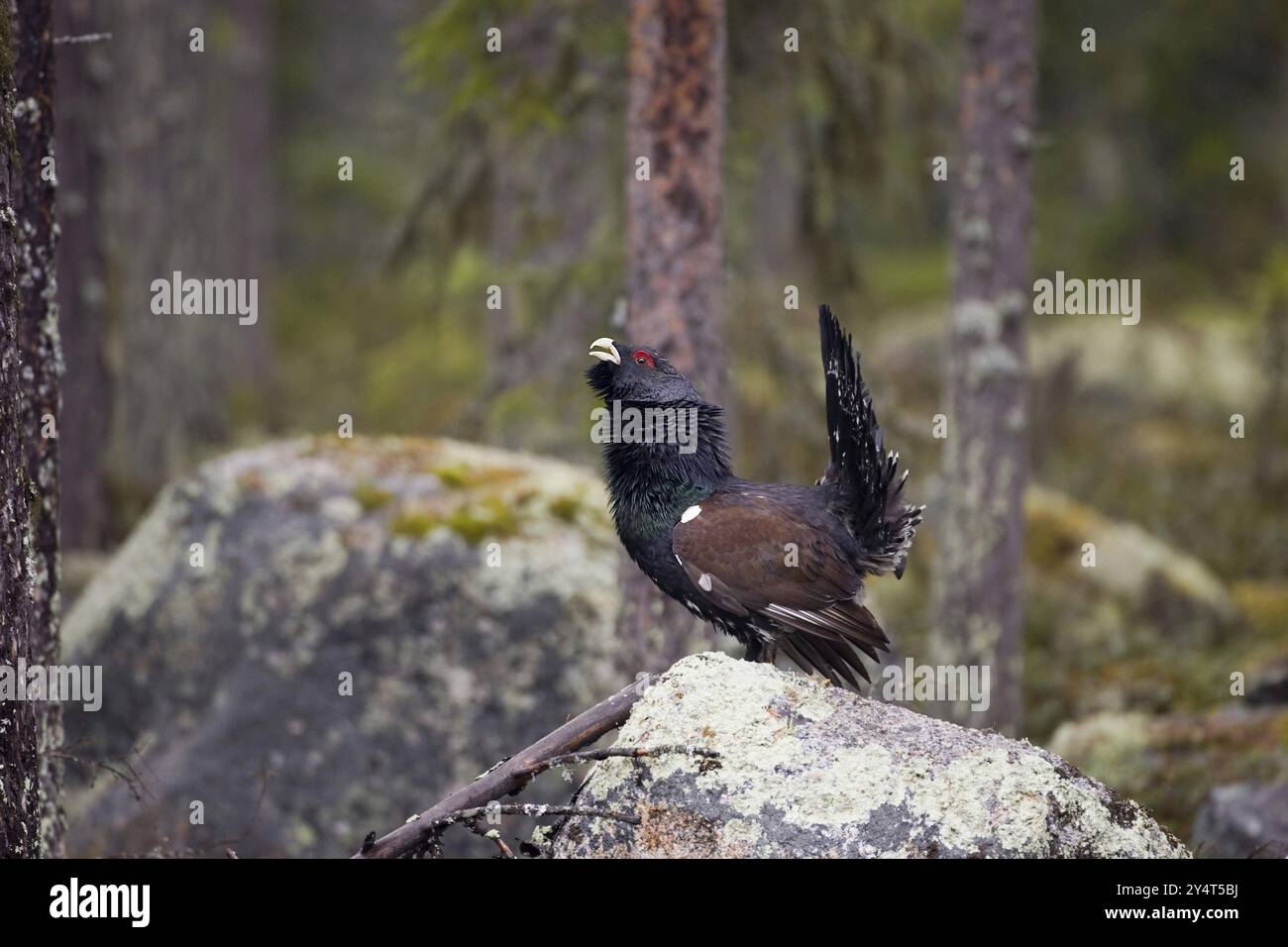 Skandinavien, Schweden, Auerhühner im Sommer (Tetrao urugallus), Vesterberget, Hamra, Schweden, Europa Stockfoto