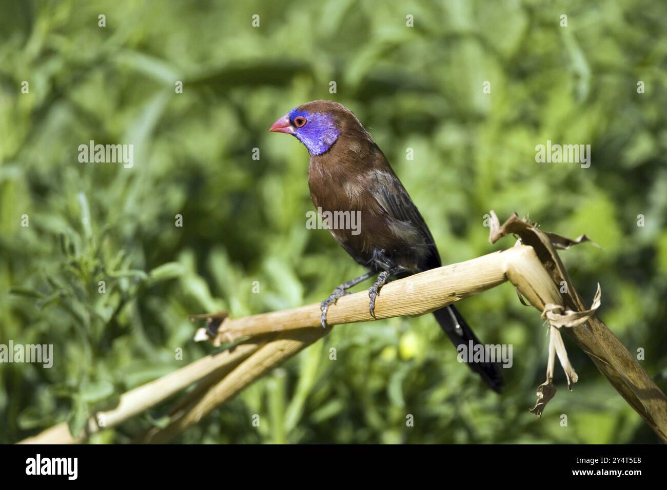 Granathirsche (Uraeginthus granatina) männlich, Farm Ondekaremba, Namibia, Afrika Stockfoto