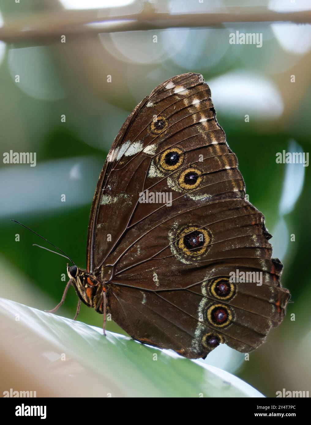Achilles Morpho, blauer Morpho oder bändernder blauer Morpho, Morpho achilles phokylides, Yasuní-Nationalpark, Ecuador, Südamerika Stockfoto