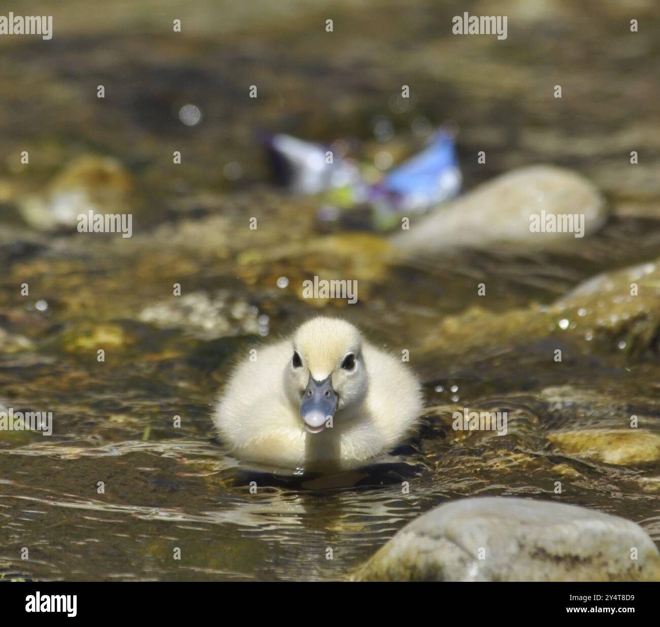 Unreife Moschusente in einem Fluss Stockfoto