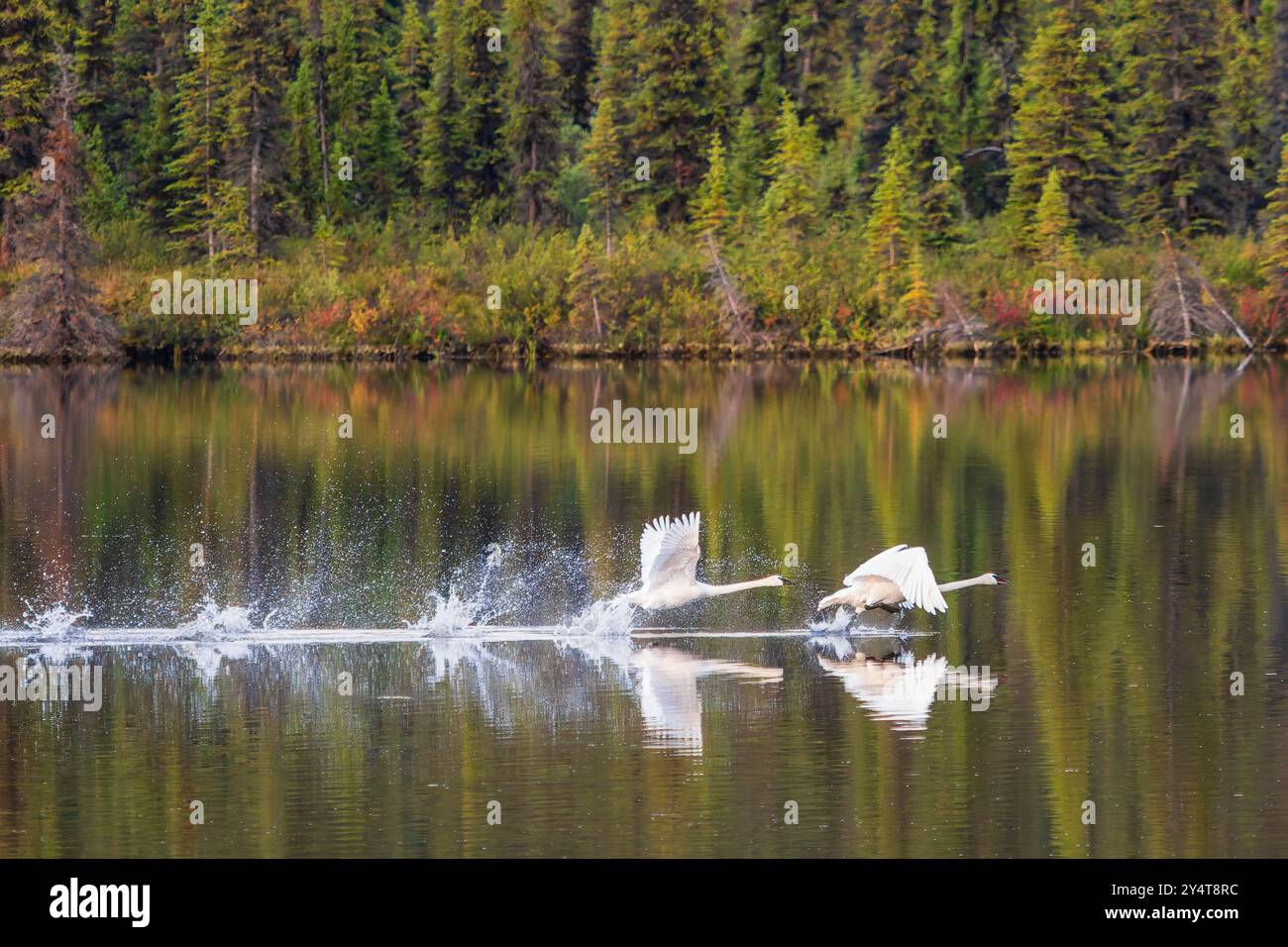 Trompeterschwäne starten vom See in der Wrangell-St. Elias-Nationalpark in Alaska. Stockfoto