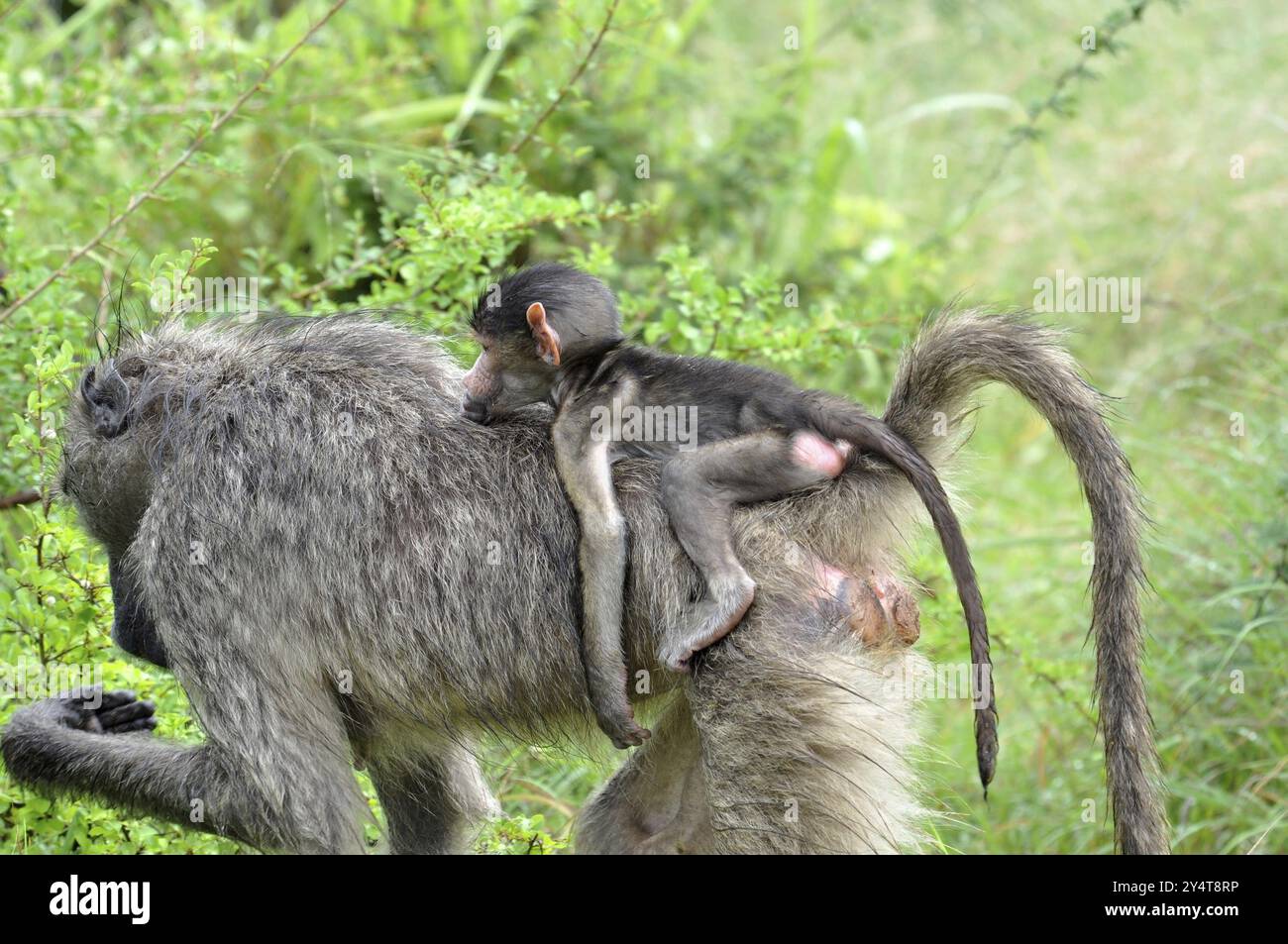 Ein Chacma-Pavian, der ihre Jungen auf dem Rücken trägt, fotografiert in Südafrika Stockfoto