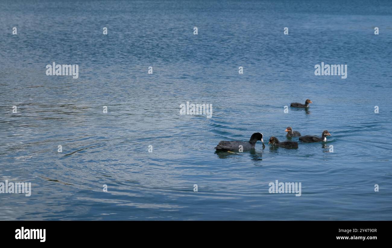 Familie von vier Enten, die zusammen mit Mutter Ente auf einem See mit klarem blauem Wasser schwimmen Stockfoto