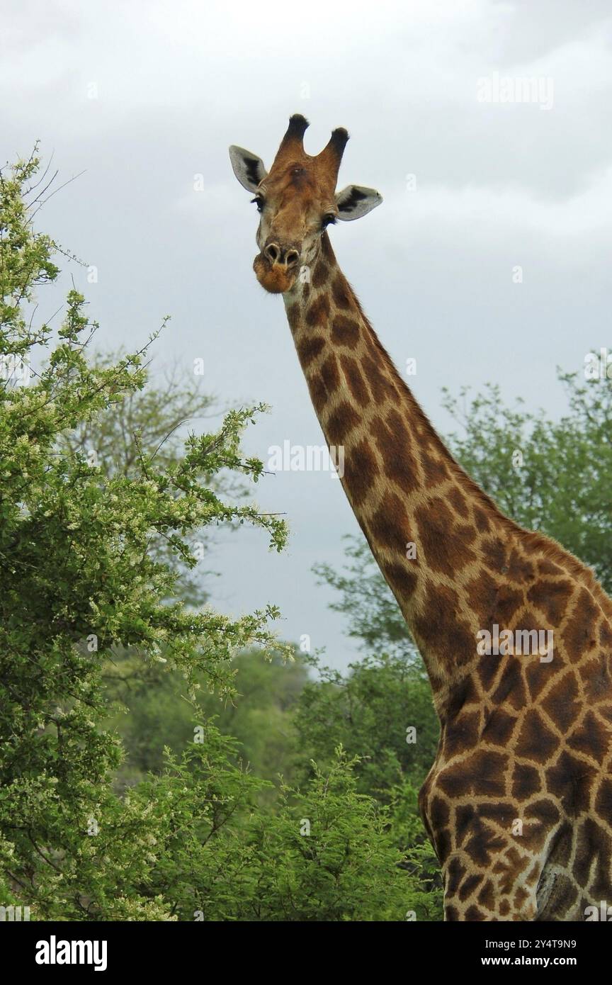 Männliche Giraffe mit Kampfnarben am Hals im Buschveld von Kruger Park, Südafrika, Afrika Stockfoto