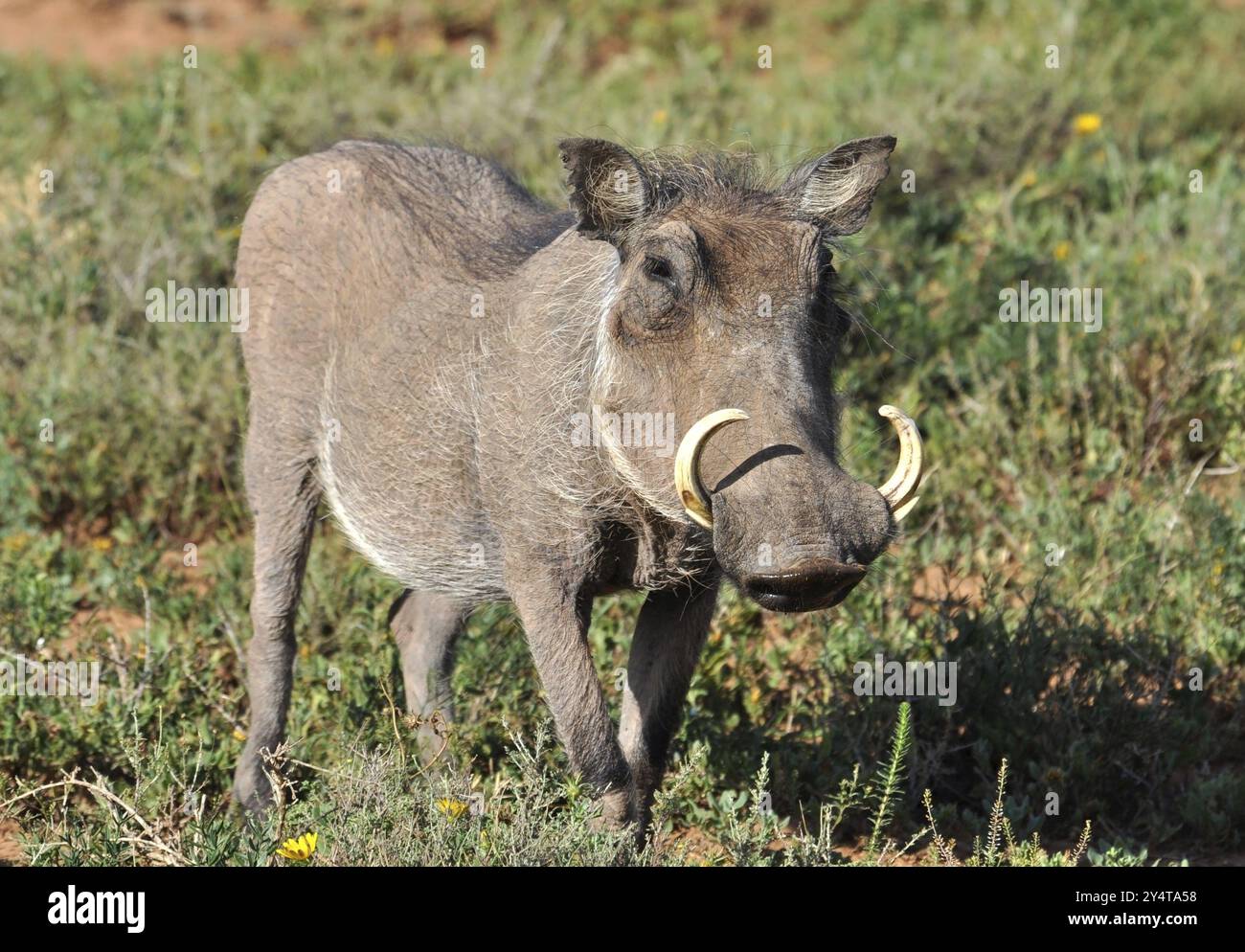 Ein Warzenschwein (phacochoerus aethiopicus) im Kruger Park, Südafrika, Afrika Stockfoto