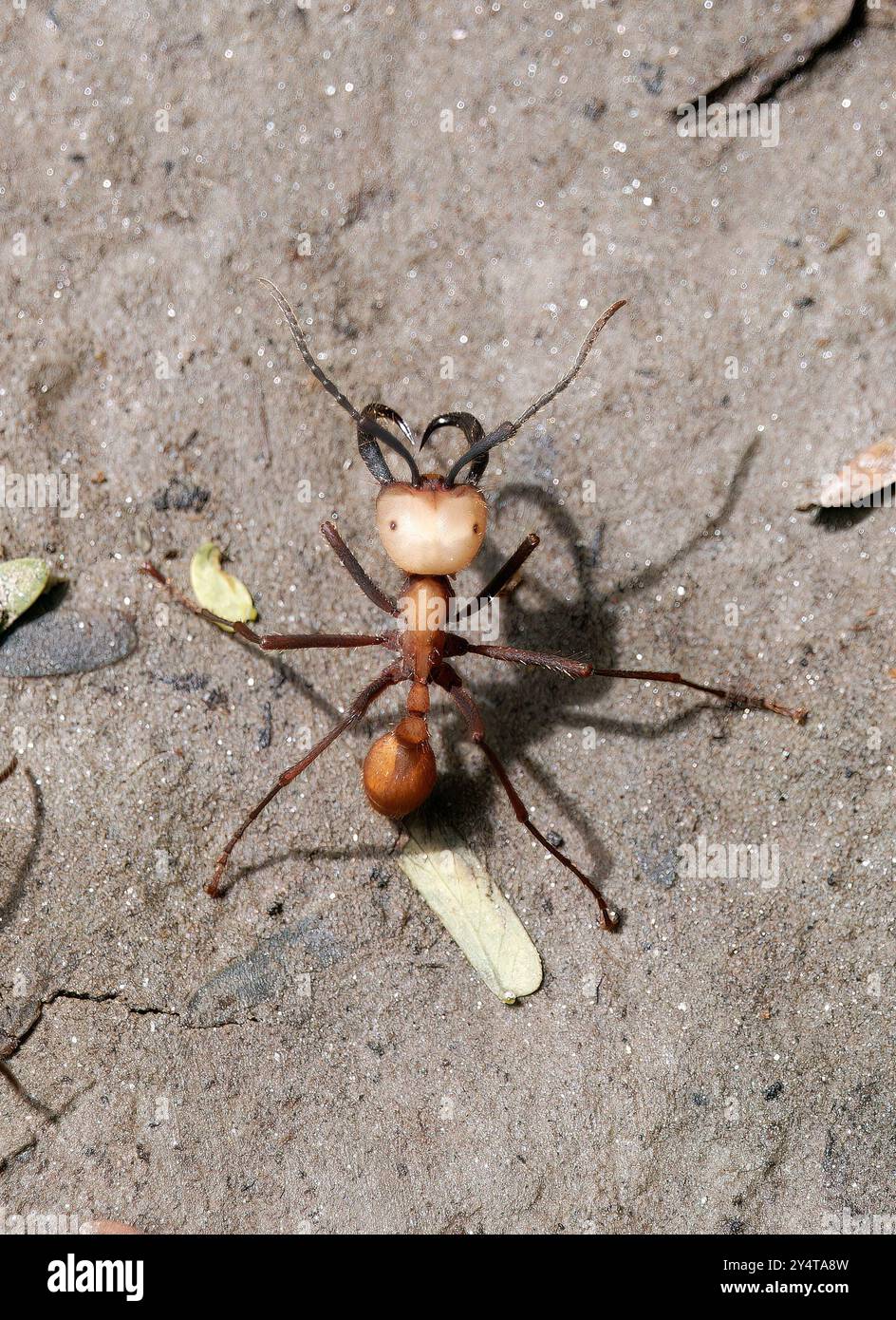 Eciton-Armeemeise, Eciton burchellii, vándorhangya, Yasuní-Nationalpark, Ecuador, Südamerika Stockfoto