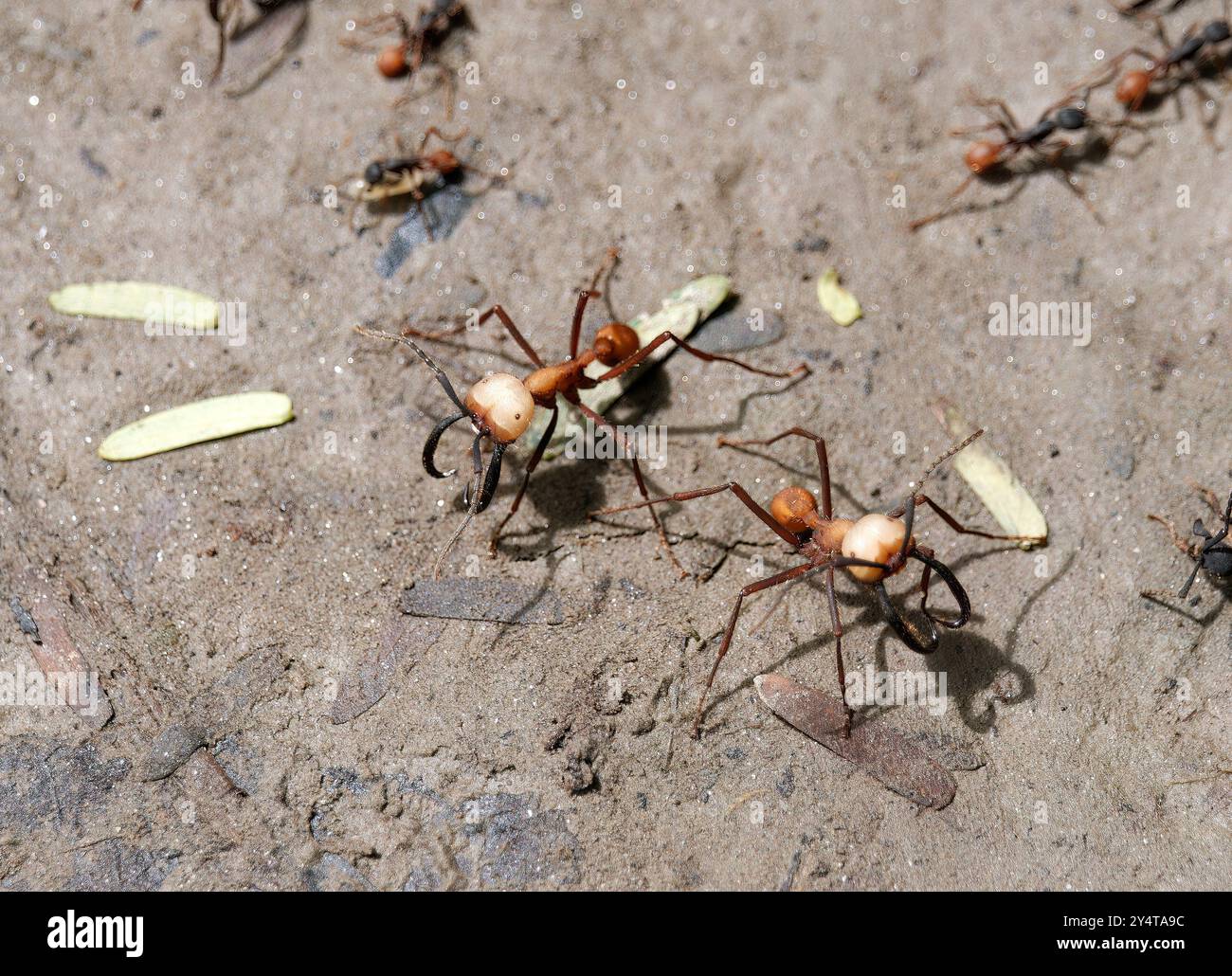 Eciton-Armeemeise, Eciton burchellii, vándorhangya, Yasuní-Nationalpark, Ecuador, Südamerika Stockfoto