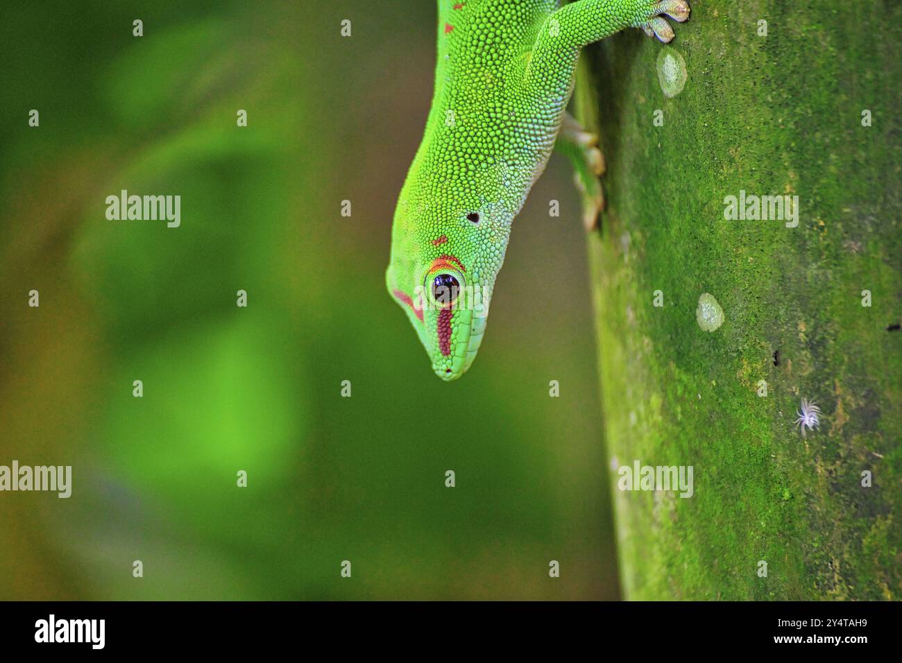 Ein Madagaskar-Tagesgecko (Phelsuma madagascariensis) klettert über einen Baumstamm, umgeben von üppiger grüner Vegetation, Zürcher Zoo, Kanton Zürich Schweiz Stockfoto