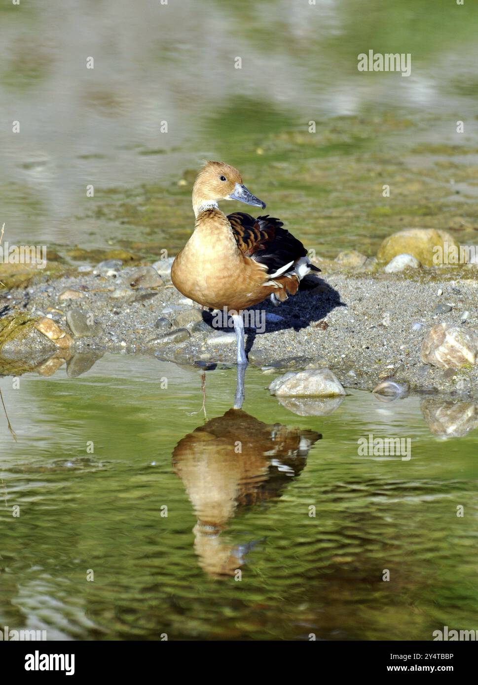 Eine Fulvous Whistling Ducks in einem Fluss in Südafrika, mit einer Reflexion Stockfoto