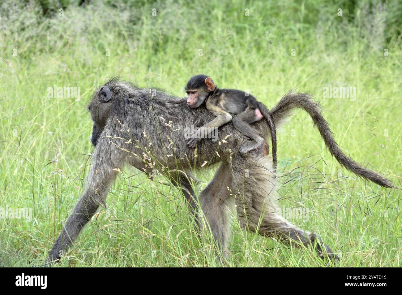 Ein Chacma-Pavian, der ihre Jungen auf dem Rücken trägt, fotografiert in Südafrika Stockfoto