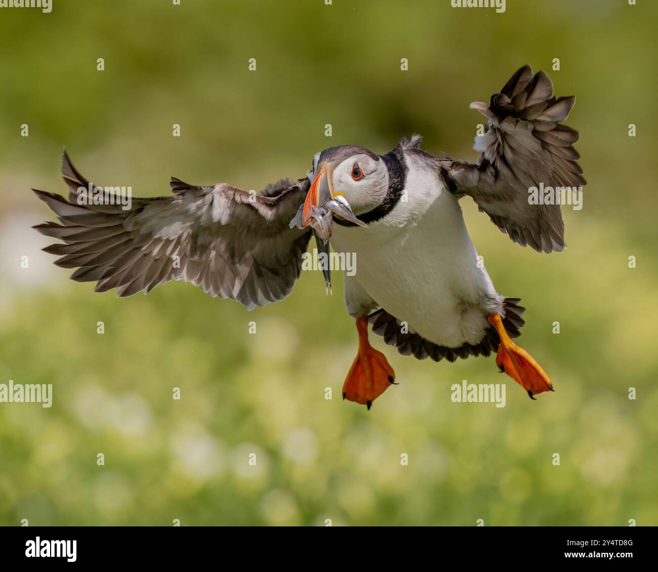 Papageitaucher im Flug mit Sandaal Stockfoto