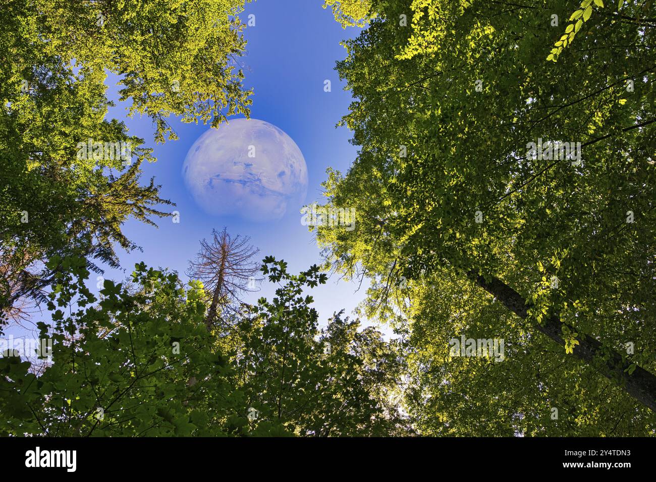 Waldszene unter klarem Himmel mit einem surrealen großen Planeten umgeben von grünen Blättern, Fotomontage Stockfoto
