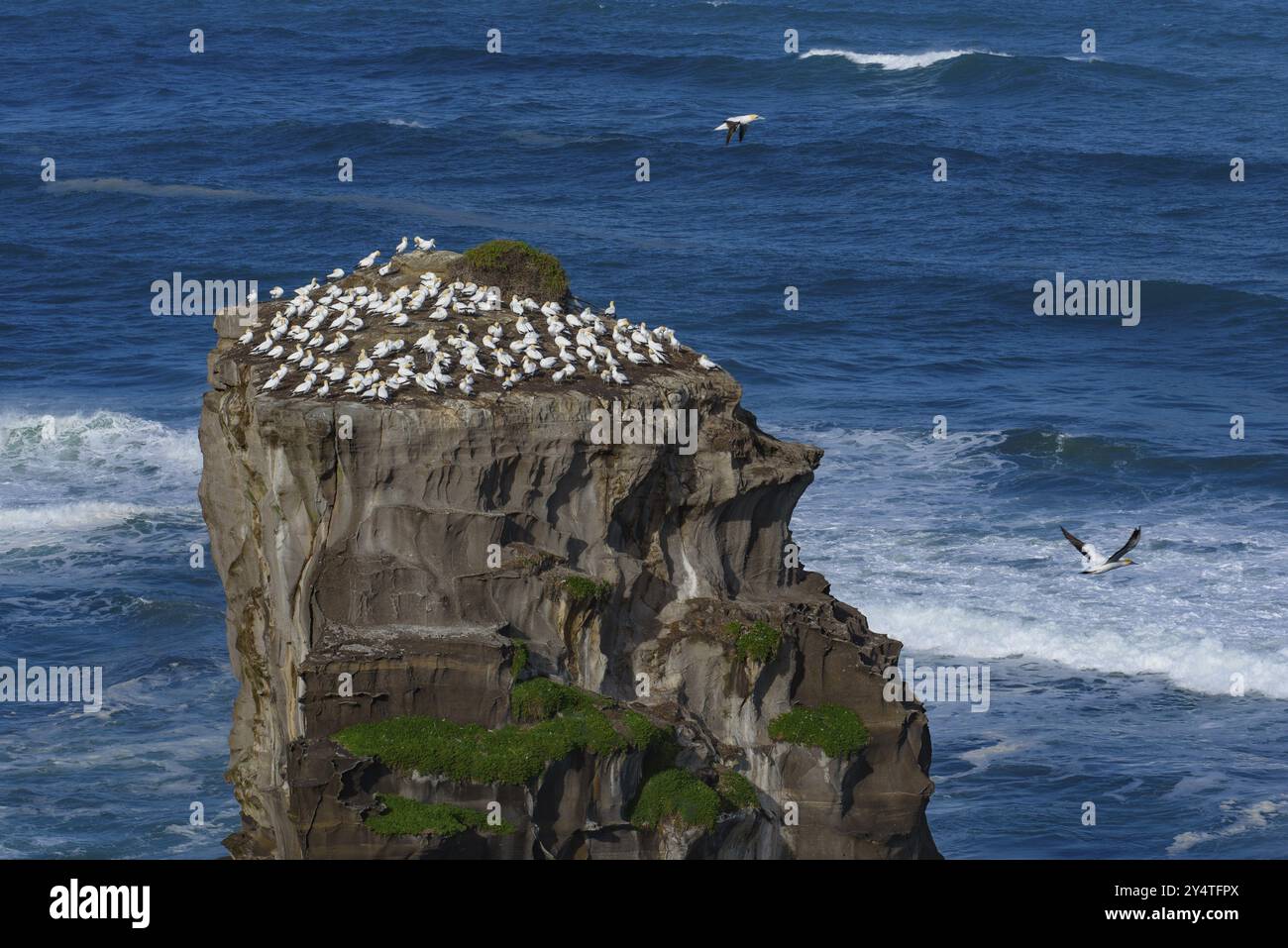 Muriwai Gannet Colony in Neuseeland Stockfoto