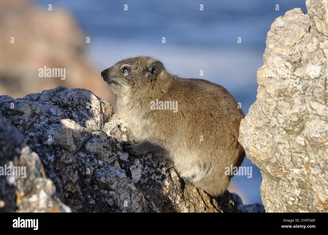 African Rock Hyrak (Procavia capensis) auf einem Felsen in Südafrika Stockfoto