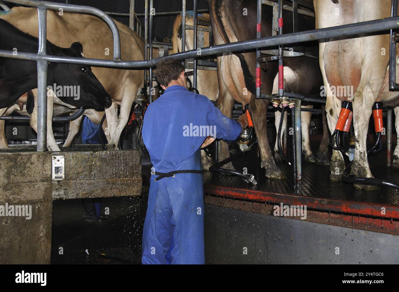 Ein Mann, der eine Milchkuh in der Melkstube einer Drehmilcherei in Westküste, Neuseeland, Ozeanien begibt Stockfoto