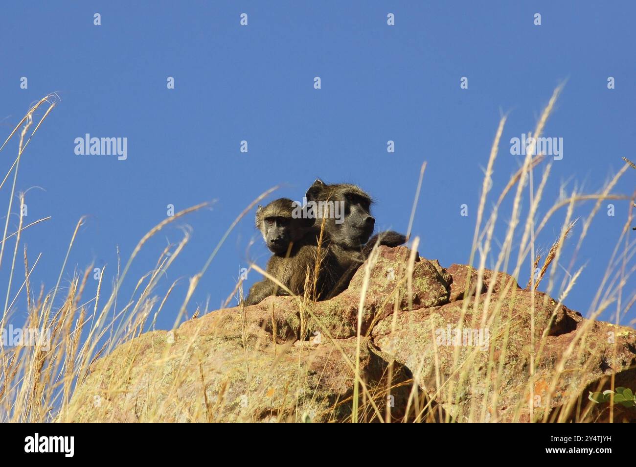 Ein Chacma-Pavian mit ihrem Jungen, fotografiert in Südafrika Stockfoto