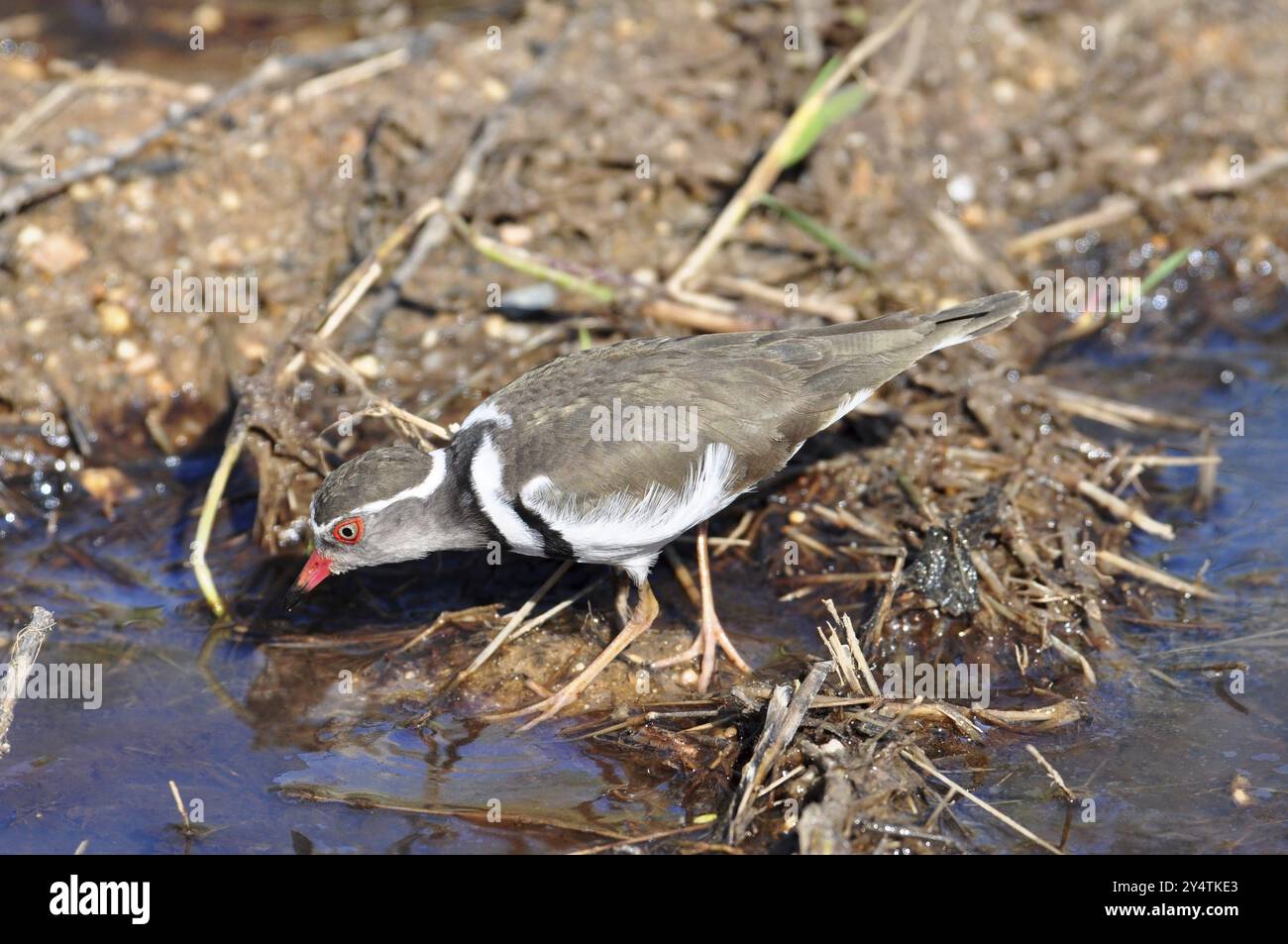 Dreibändiger Plover (Charadrius tricollaris) in einem See im südlichen Afrika Stockfoto