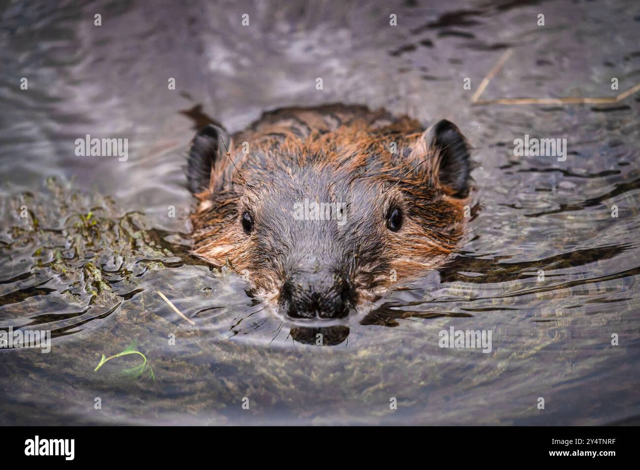 American Beaver verstärkt Damm in SüdzentralAlaska. Stockfoto
