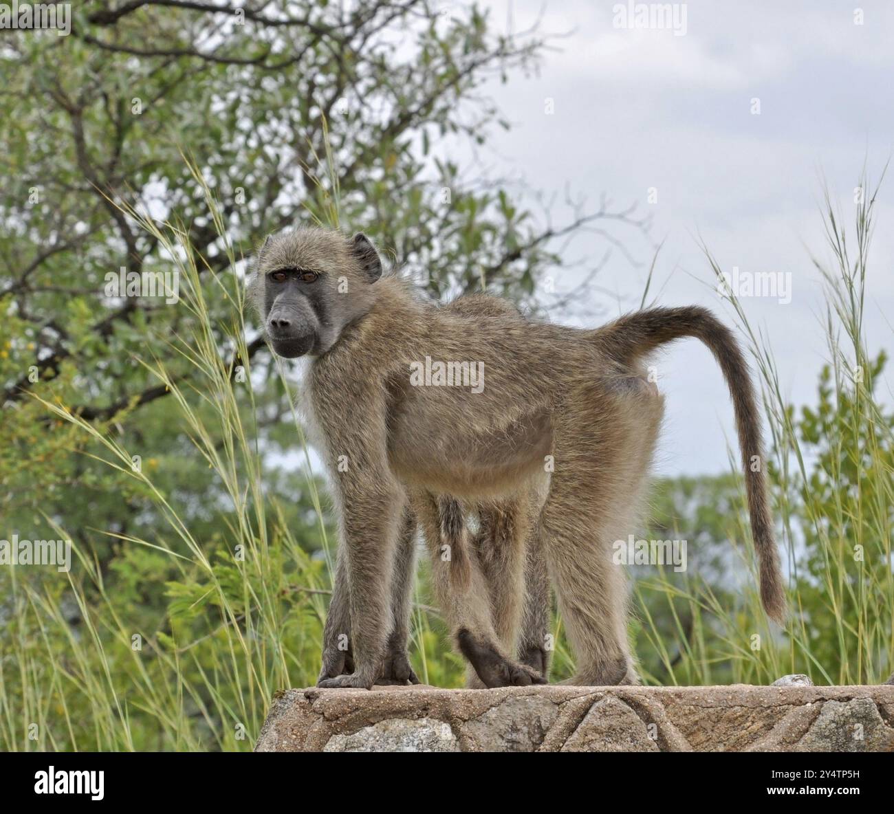 Junge Chacma-Paviane auf einem Straßenschild im Kruger-Nationalpark, Südafrika, Afrika Stockfoto