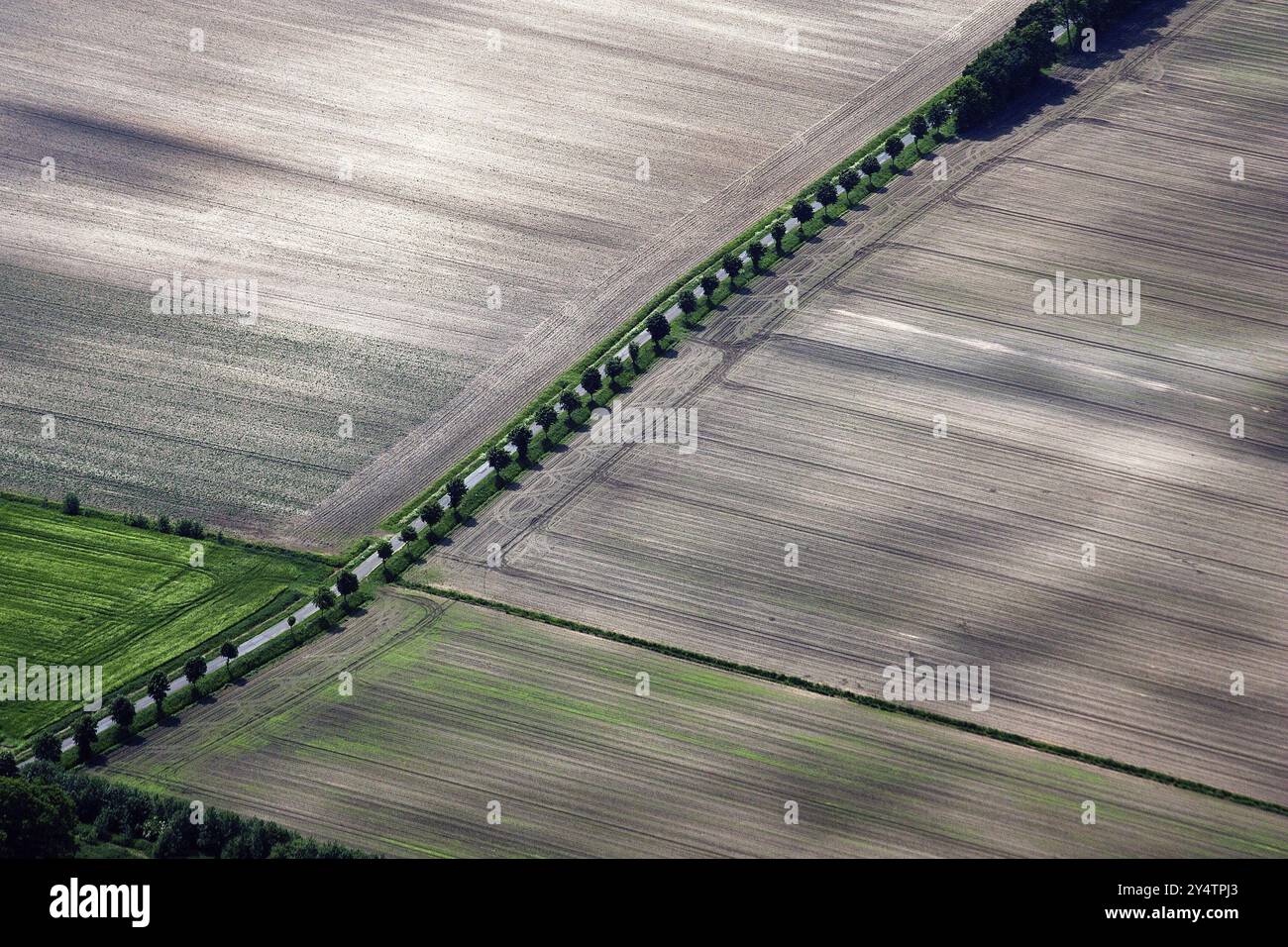 Eine Reihe von Bäumen entlang einer Landstraße Stockfoto