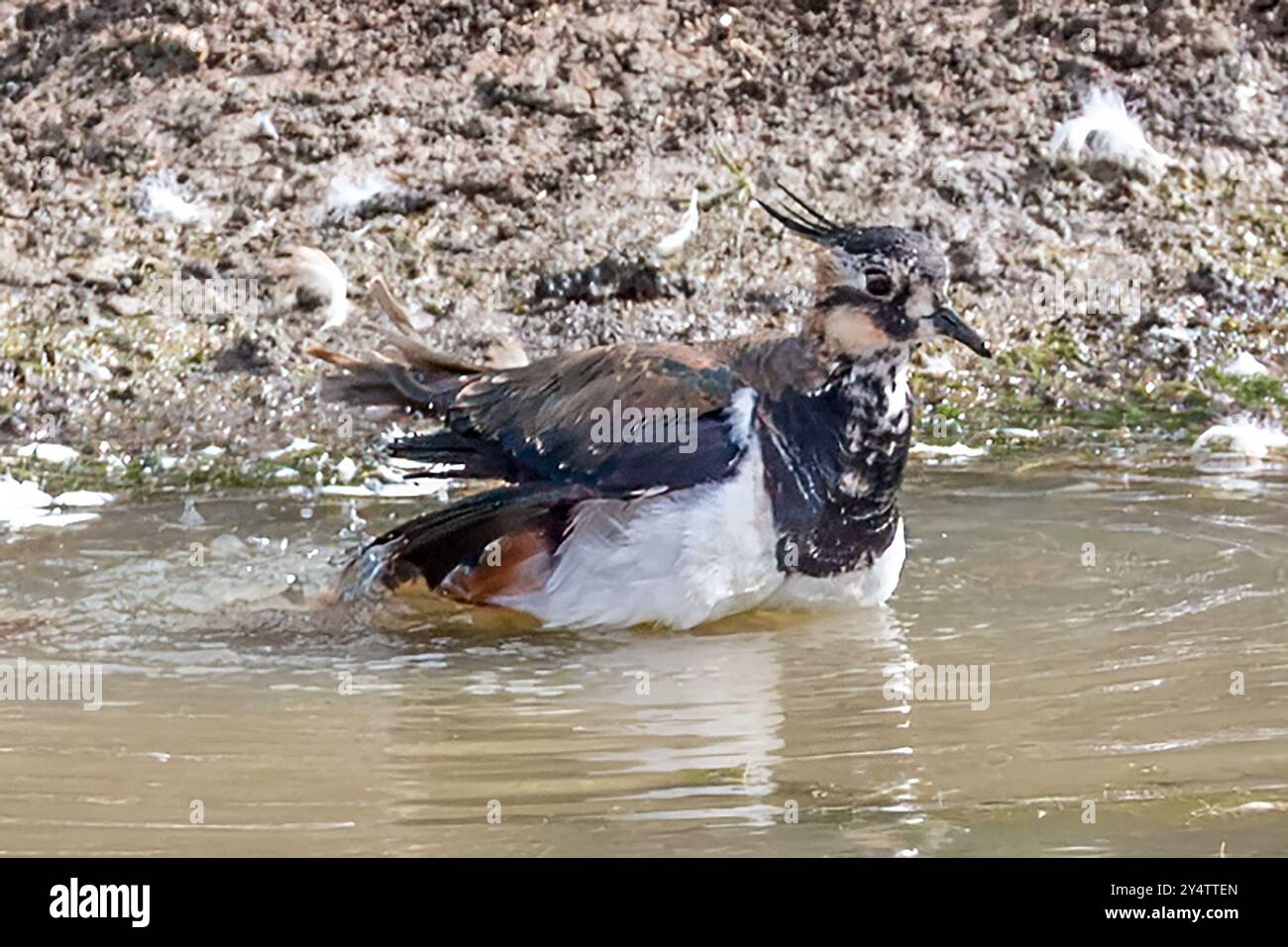 Lapwing, Marsh Farm Country Park, South Woodham Ferrers, Essex, Großbritannien Stockfoto