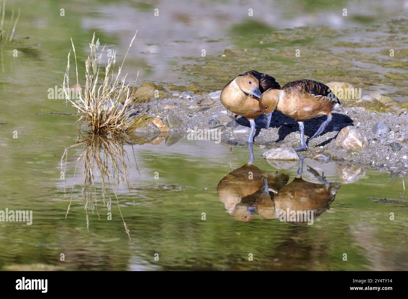 Ein Paar Fulvous Whistling Ducks in einem Teich, mit einer Reflexion Stockfoto