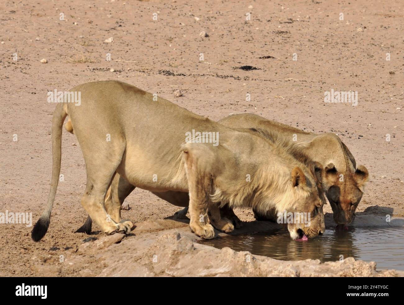 Löwen trinken im Kgalagadi Transfrontier Park, Kalahari Wüste, Südafrika, Afrika Stockfoto