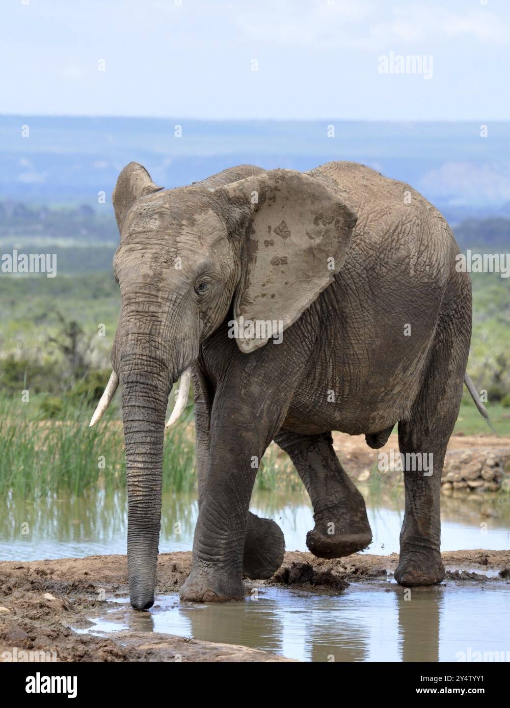 Eine afrikanische Elefantenfrau im Addo Park, Südafrika, Afrika Stockfoto