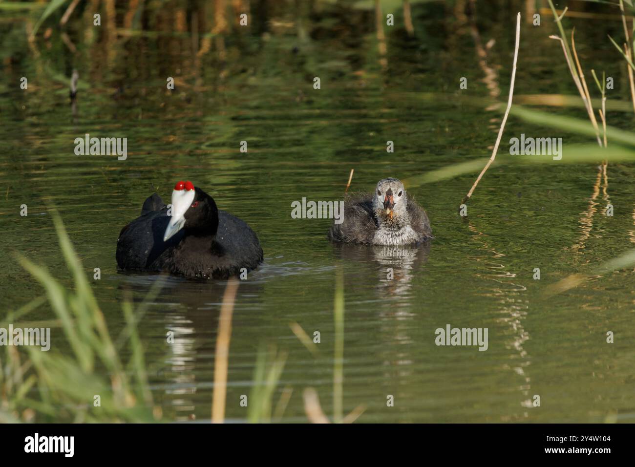 Scheunenkot Fulica cristata schwimmt mit ihrem Baby im El Hondo Naturpark, Spanien Stockfoto