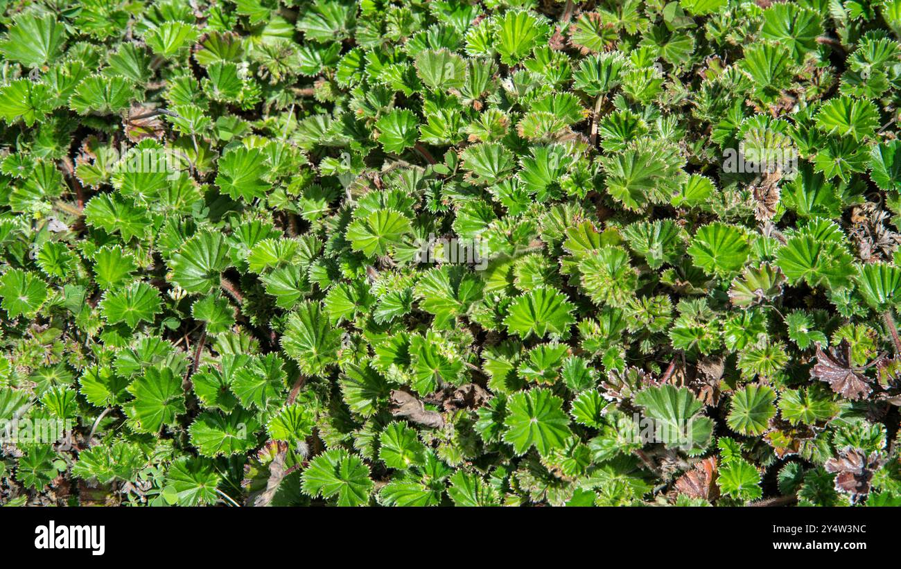 Draufsicht auf kleine Pflanzen mit grünen Blättern, die die Oberfläche des Moors bedecken Stockfoto
