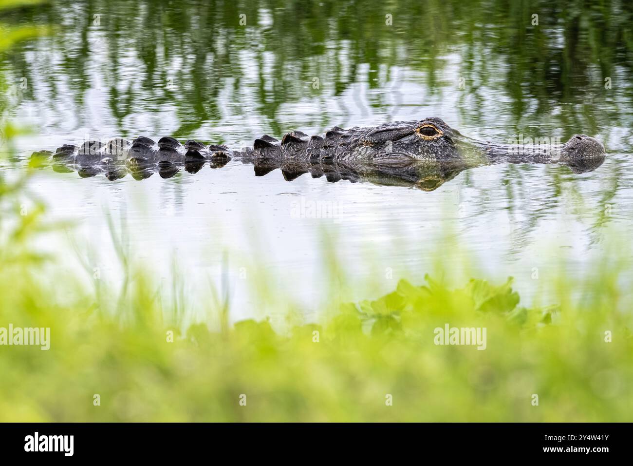 Amerikanischer Alligator (Alligator mississippiensis) entlang des Lake Apopka Wildlife Trail in der Nähe von Orlando, Florida. (USA) Stockfoto