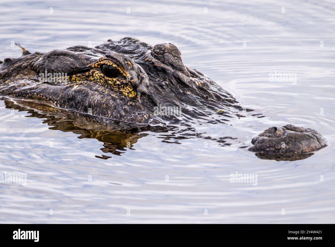 Amerikanischer Alligator (Alligator mississippiensis) entlang des Lake Apopka Wildlife Trail in der Nähe von Orlando, Florida. (USA) Stockfoto