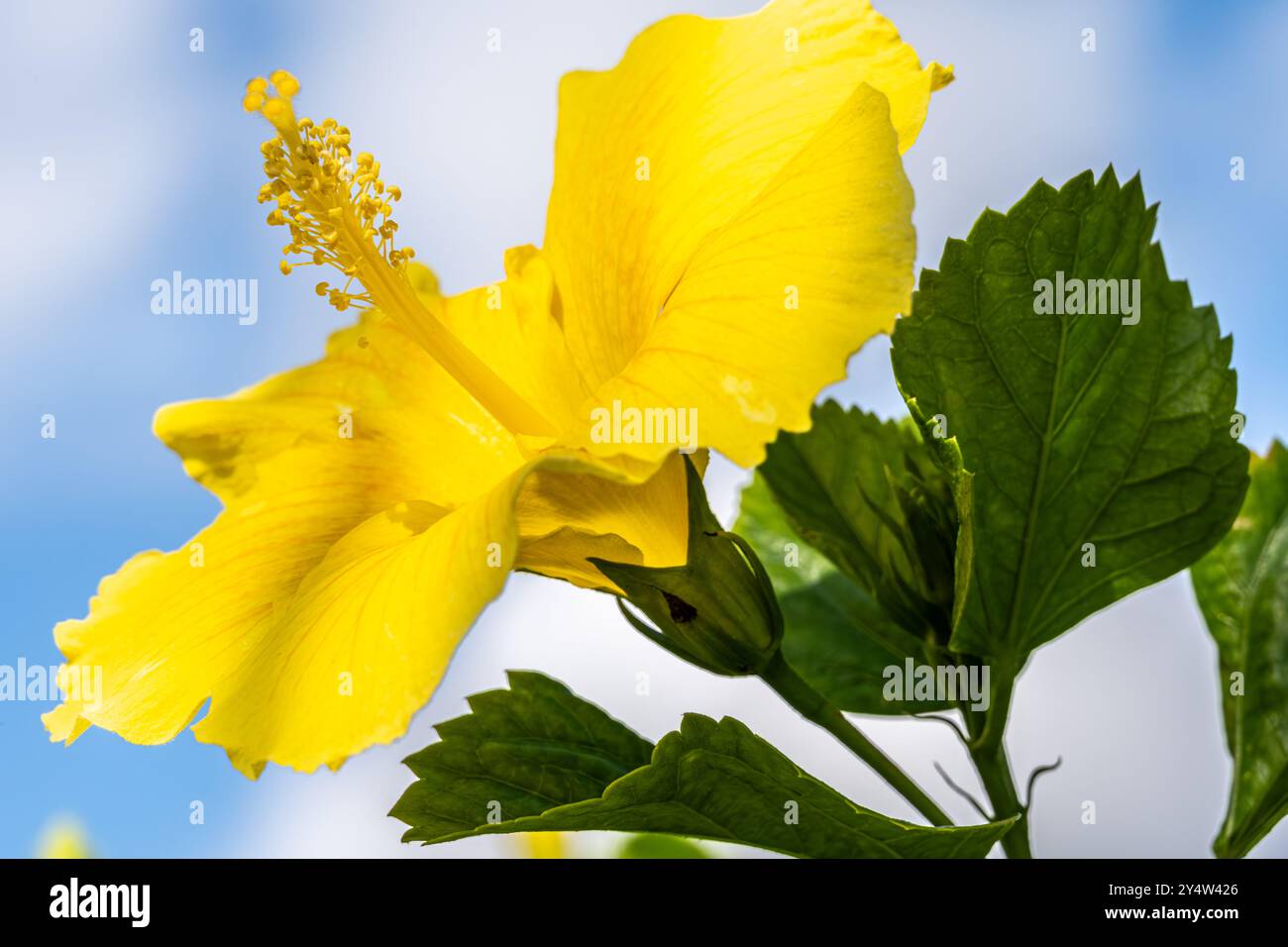 Wunderschöne gelbe Hibiskusblüte in Clermont, Florida. (USA) Stockfoto