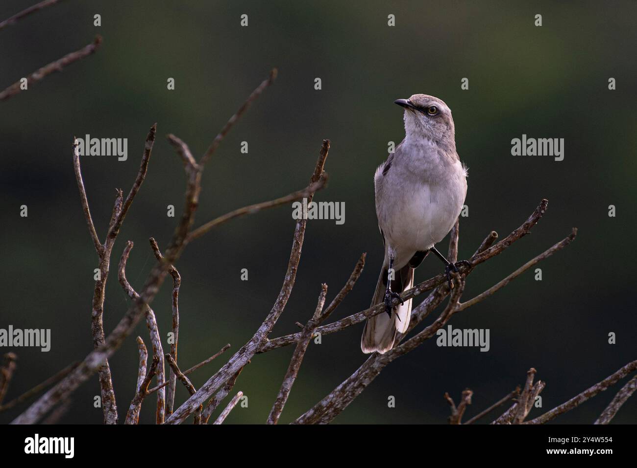 Tropische Spottvogel auf dem Platz Stockfoto