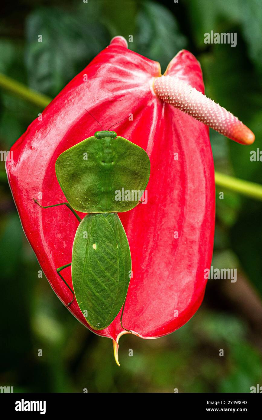 Nahaufnahme des Blattmantis-Makros Stockfoto