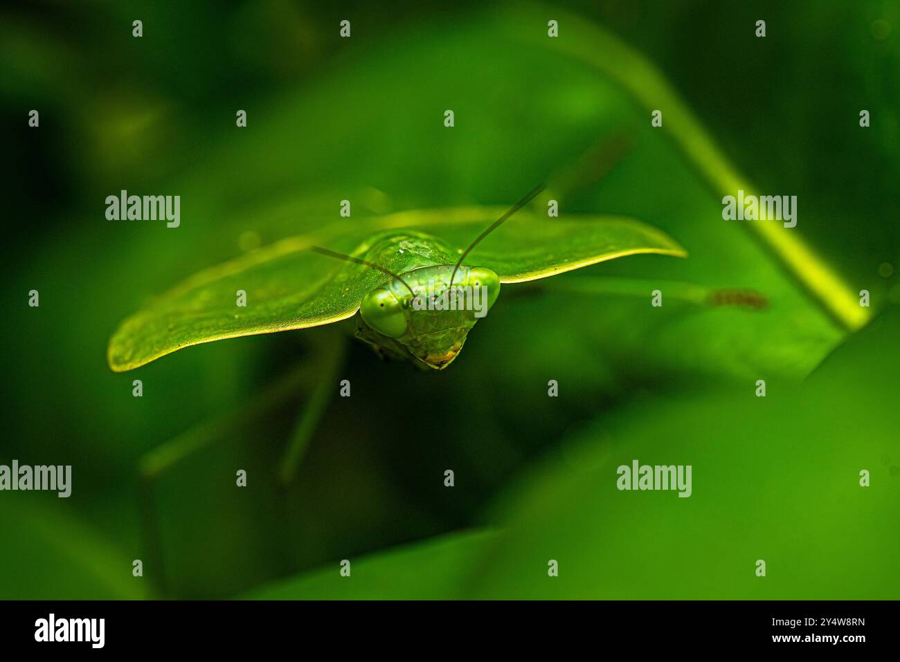 Nahaufnahme des Blattmantis-Makros Stockfoto