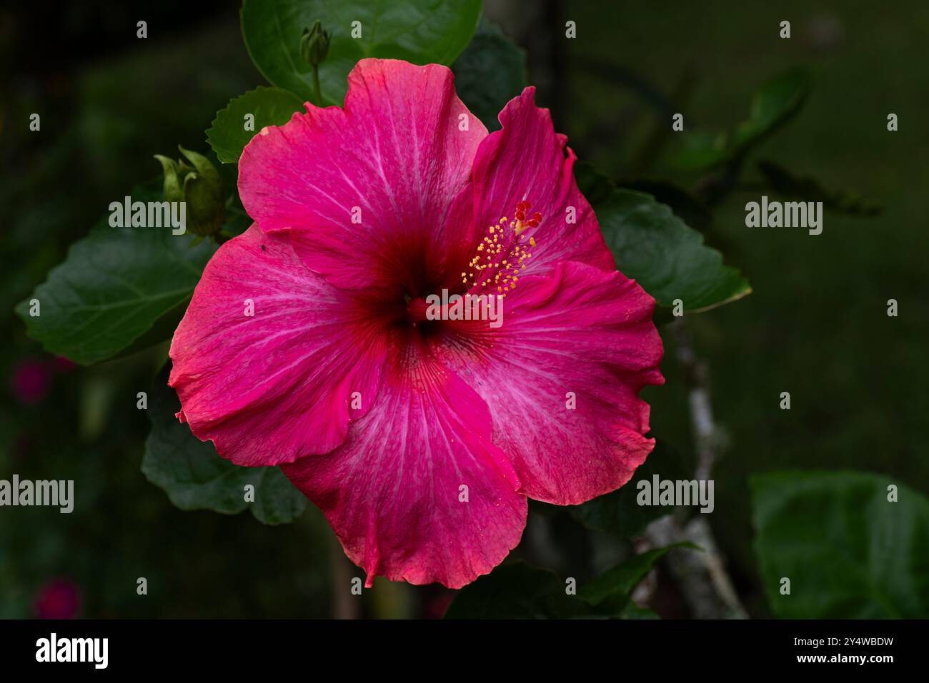 Riesige rote, violette Hibiskusblüte Stockfoto