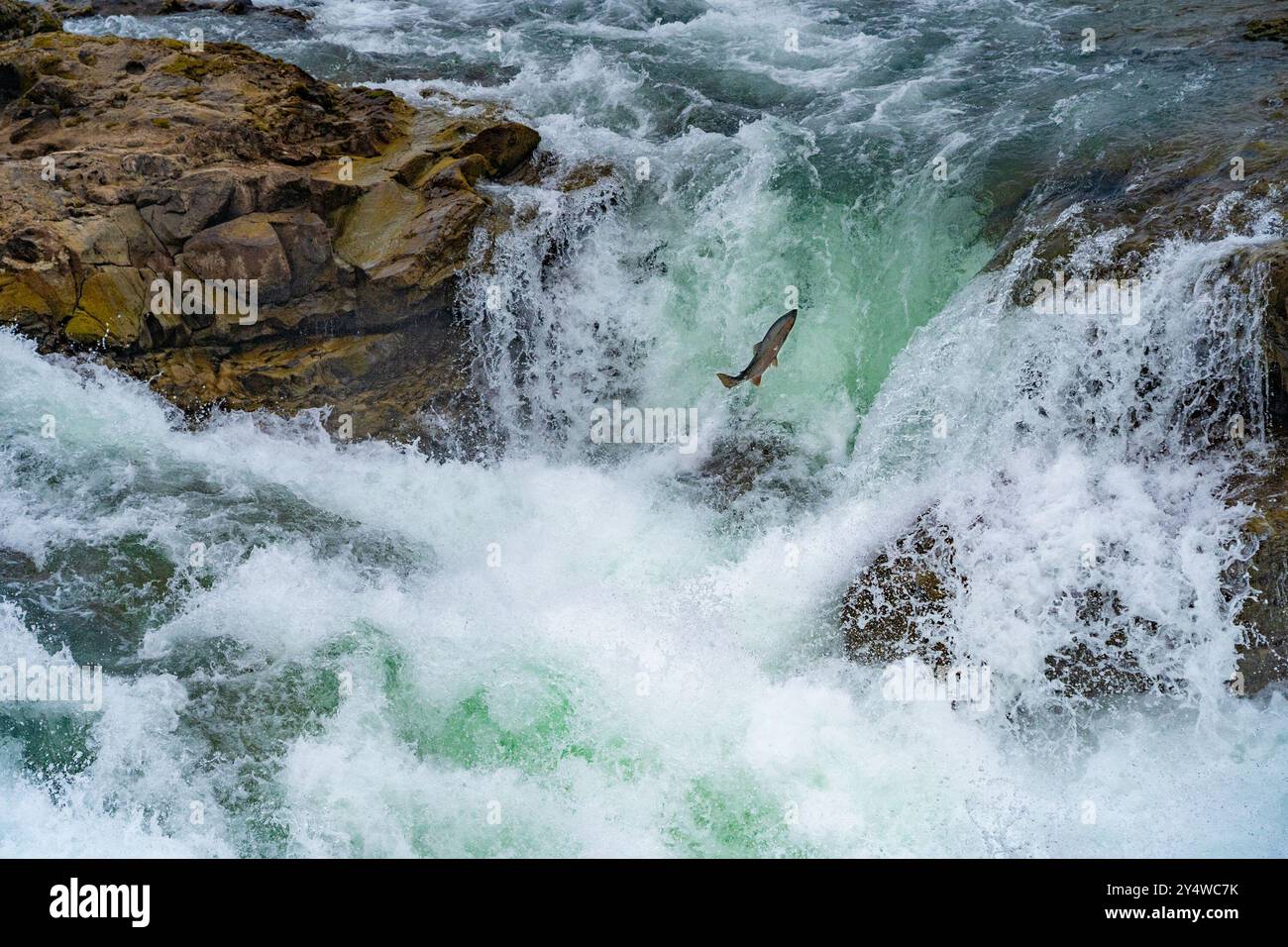 Steelhead springt an einem Wasserfall im Witset Canyon in British Columbia, Kanada. Stockfoto