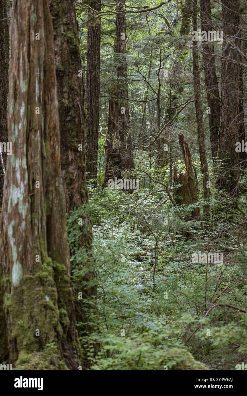 Bäume im Wald auf dem Indian River Trail, Sitka, Alaska Stockfoto