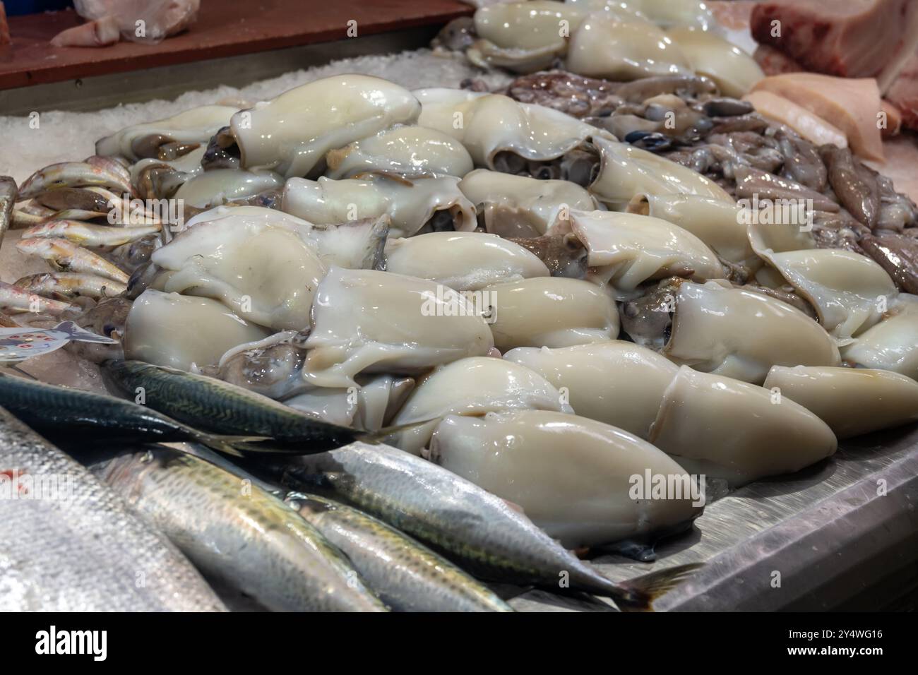 Auswahl an frischen Meeresfrüchten täglich Fang von weißen spanischen Schokolade Tintenfisch, auf Eis auf dem Fischmarkt in Jerez de la Frontera, Andalusien, Spanien Stockfoto