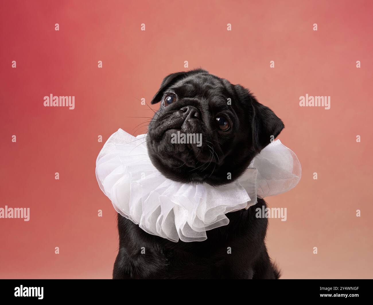 Ein Mops trägt einen weißen Rüschenkragen und blickt mit einem verspielten Verhalten nach oben vor rotem Hintergrund. Stockfoto