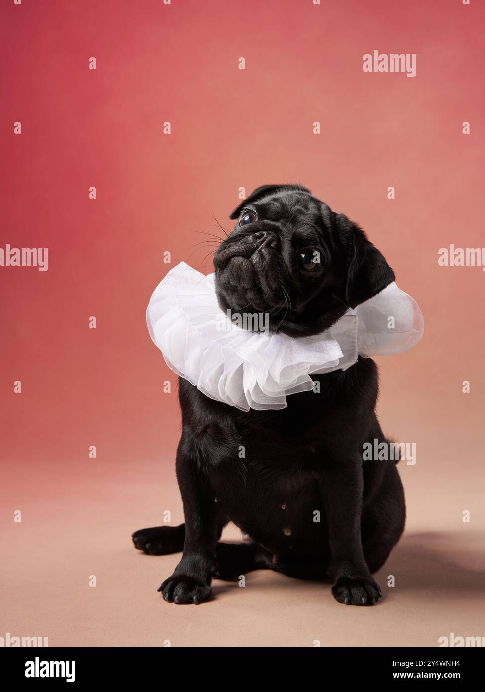 Ein schwarzer Mops trägt einen weißen Rüschenkragen, sitzt vor rotem Hintergrund und blickt mit neugierigem Ausdruck nach oben. Stockfoto