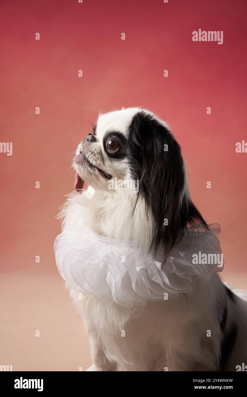 Ein japanischer Kinnhund ist mit einem weißen Rüschenkragen verziert, der elegant vor rotem Hintergrund sitzt. Stockfoto