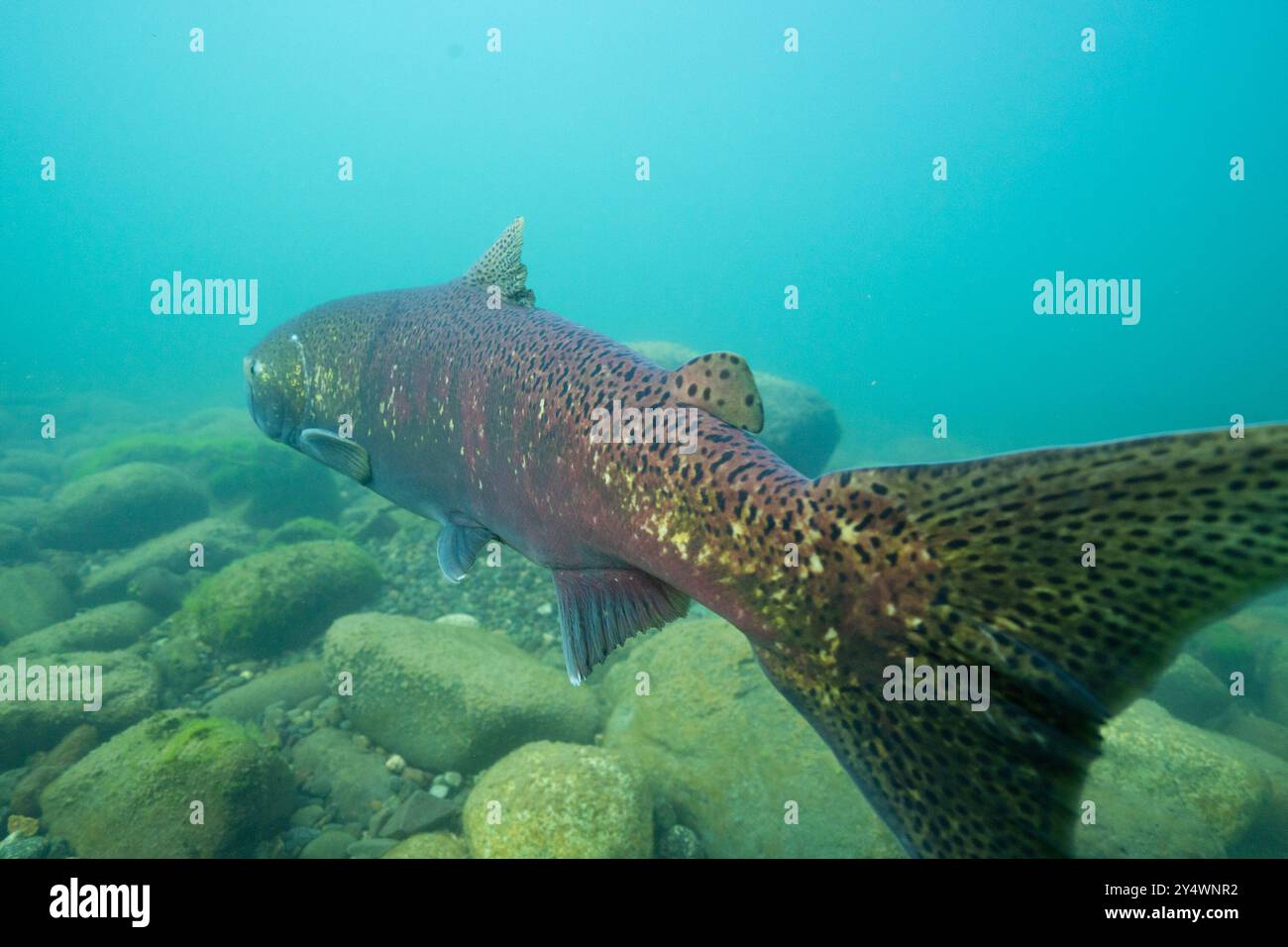 Großer Chinook-Lachs im Morice River, British Columbia, Kanada. Stockfoto